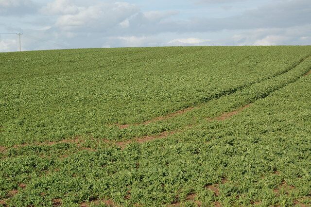 Open Field. Much of this square is taken up by a large open field