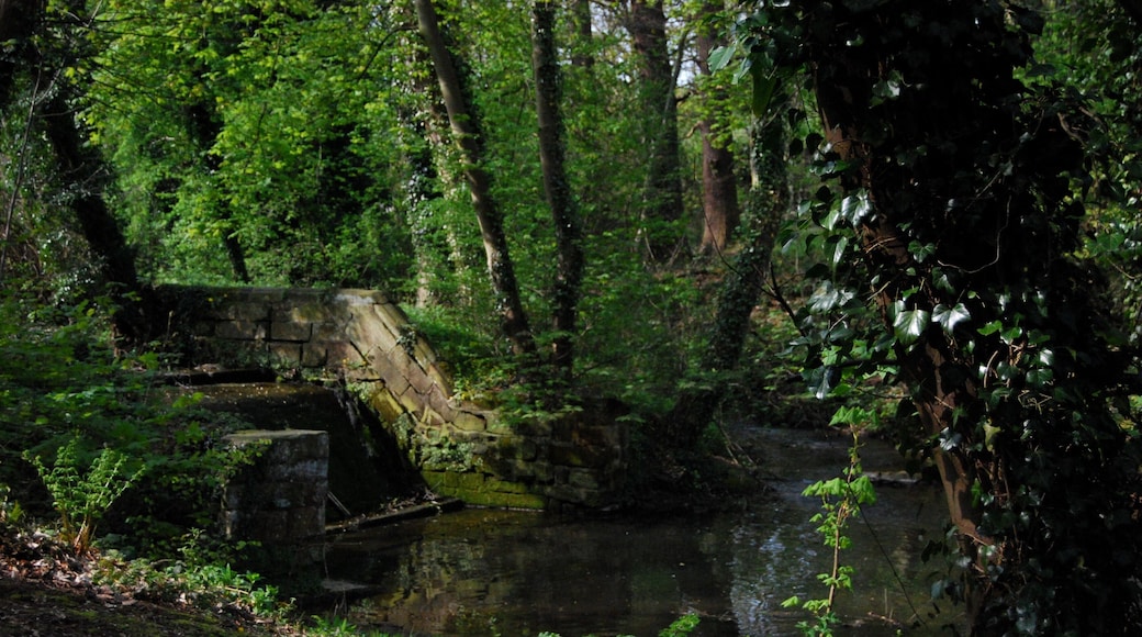 The Hayes near Repton