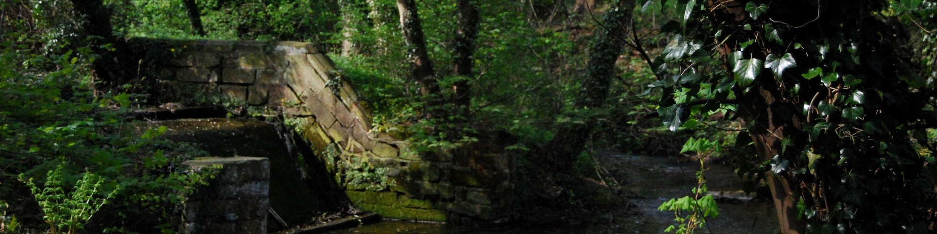 The Hayes near Repton