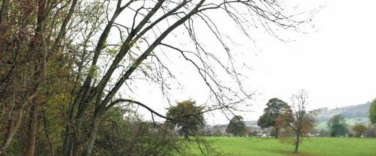 A stone wall, a grassy field, and trees in a rural landscape.
