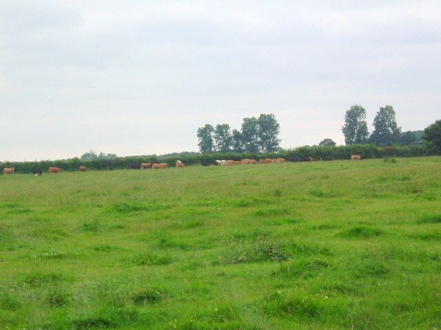 Cattle grazing near Stoke Doyle