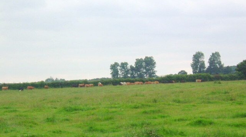 Cattle grazing near Stoke Doyle