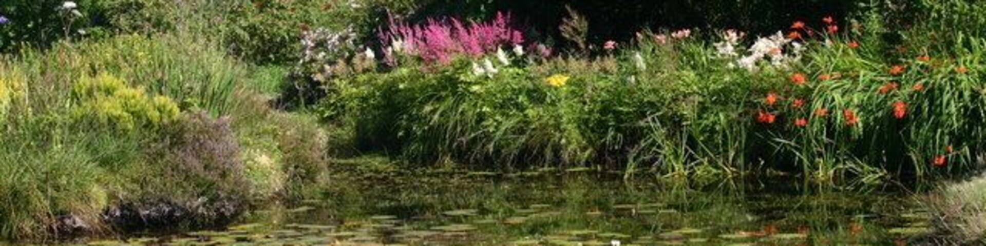 Ardwell Gardens pond Water lilies.