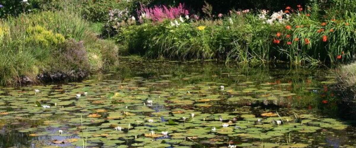 A pond with lily pads and ducks, surrounded by lush greenery and flowers.