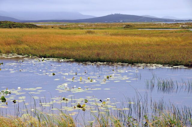 Water lilies in Loch Uiselan The Range Control buildings can be seen on the hill behind.