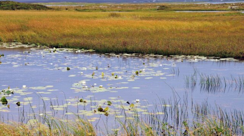 Water lilies in Loch Uiselan The Range Control buildings can be seen on the hill behind.