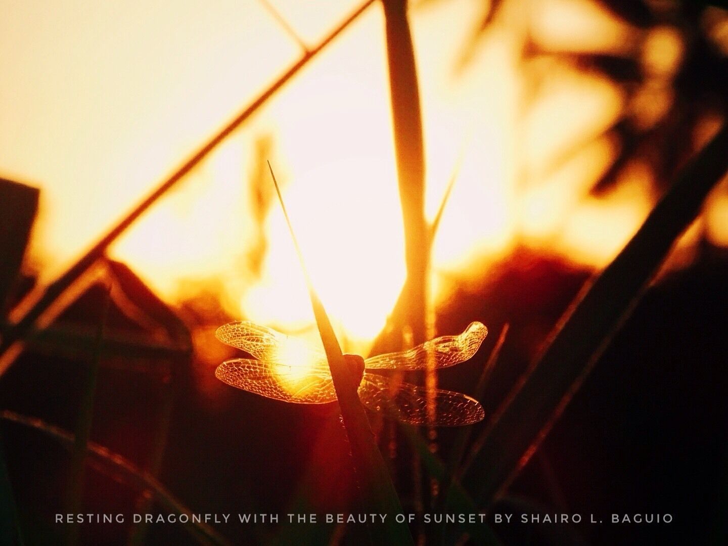 Sunset seen at the rice field of our barangay, City of Oroquieta.