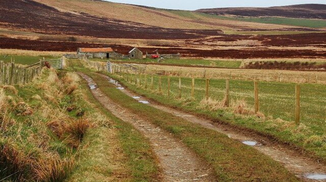 Track to Blubbersdale A gorgeous place. The land to the left is part of an RSPB reserve and there is a hide higher up the slopes. Today a female hen harrier was hovering around, sharing the sky with flocks of geese.
