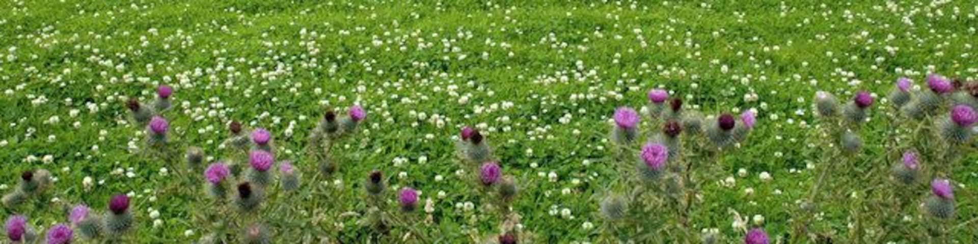 A field of wildflowers with purple and white blooms, a distant lake, and rolling hills in the background.