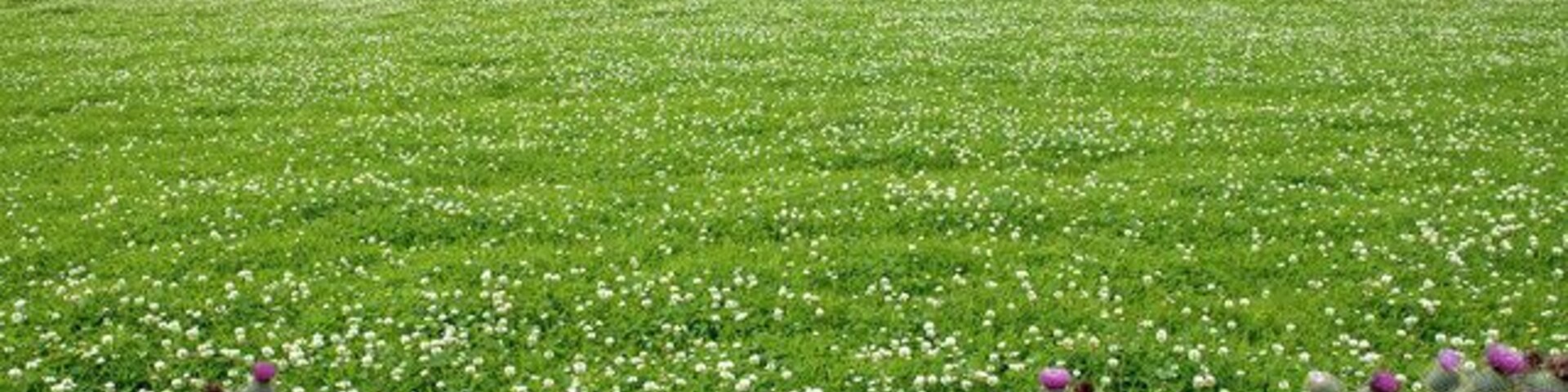 Un campo de flores silvestres con flores púrpuras y blancas, un lago distante y colinas onduladas al fondo.