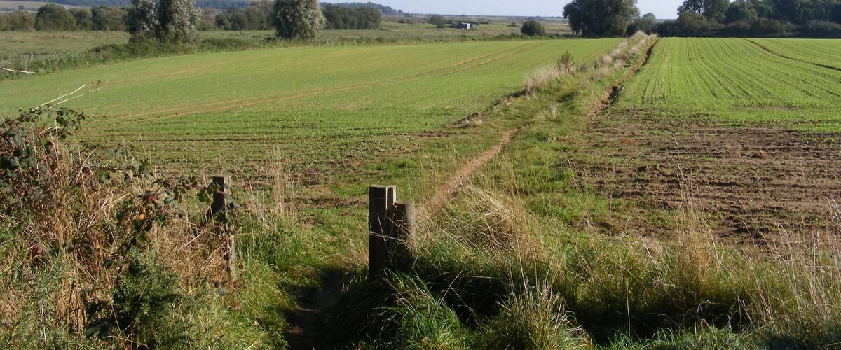 A rural landscape with open fields, a dirt path, and scattered trees.