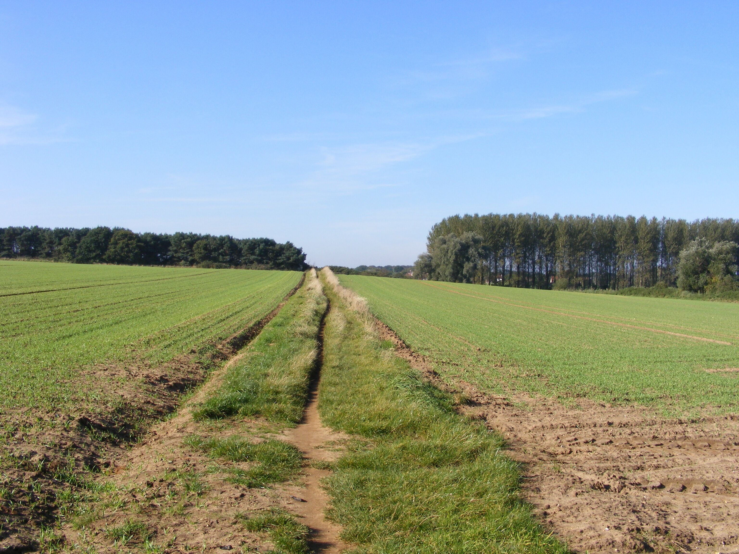 Footpath from Eastbridge to Minsmere The view towards Eastbridge