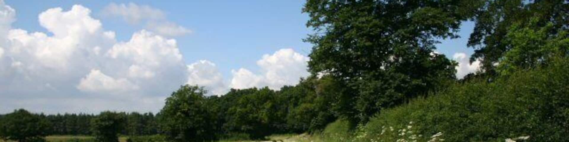 Set-aside field near Litcham This field lies immediately south of the B1145 Lexham Road.