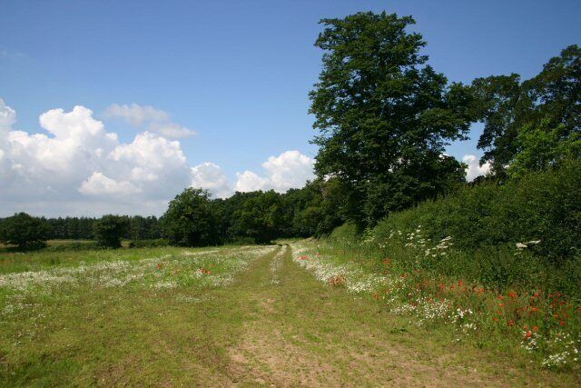 A dirt path through a grassy field with wildflowers and trees.