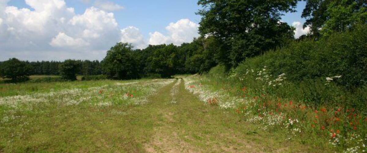 A dirt path through a grassy field with wildflowers and trees.