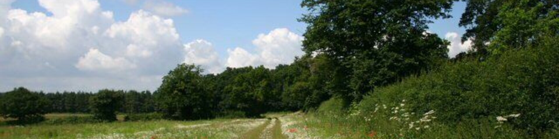 A dirt path through a grassy field with wildflowers and trees.