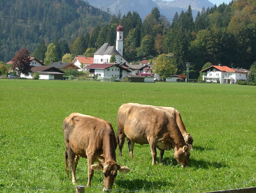 Dos vacas pastando en un campo verde con casas y una iglesia al fondo.