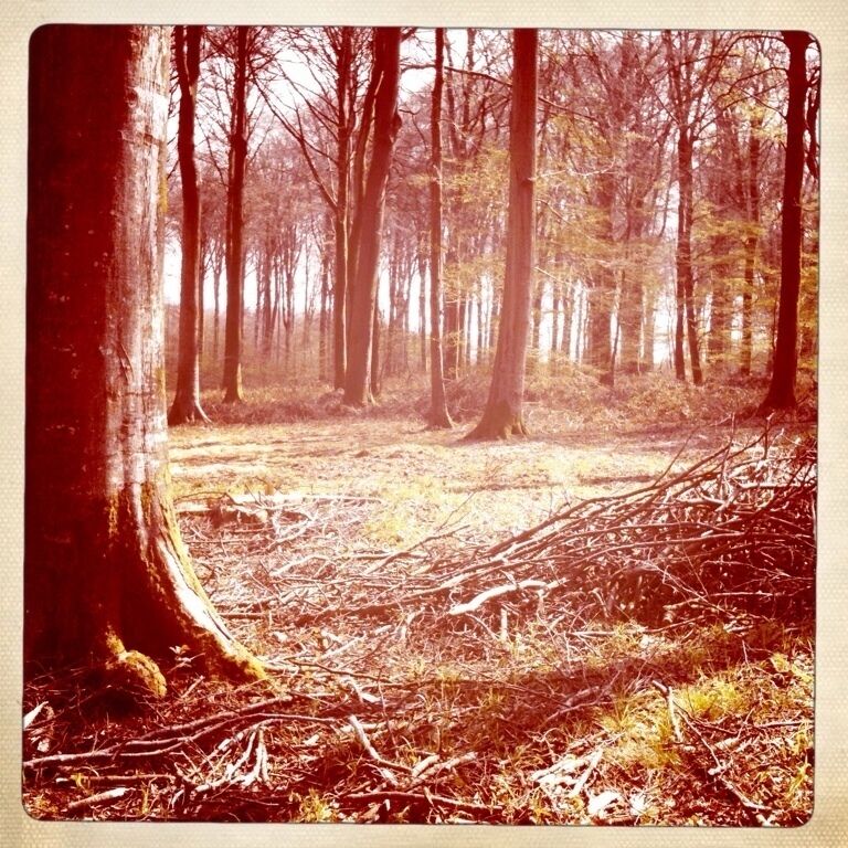 A forest with tall trees and a path.