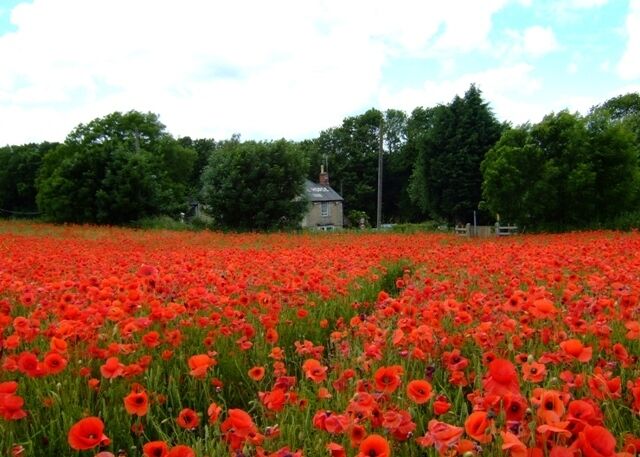 The White Horse, Morcott A welcome sight from the footpath across to Morcott from the A47 and Morcott Mill. The poppies are growing in a field of wheat.