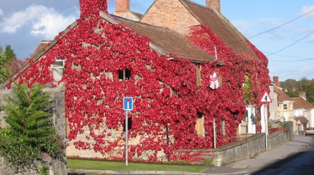 Vine covered houses, Curry Rivel