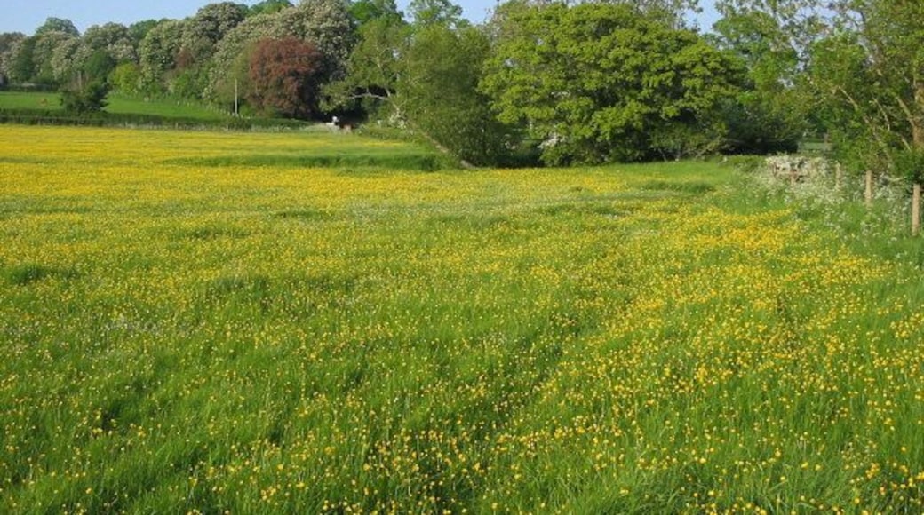 Field off Back Lane, Curry Rivel