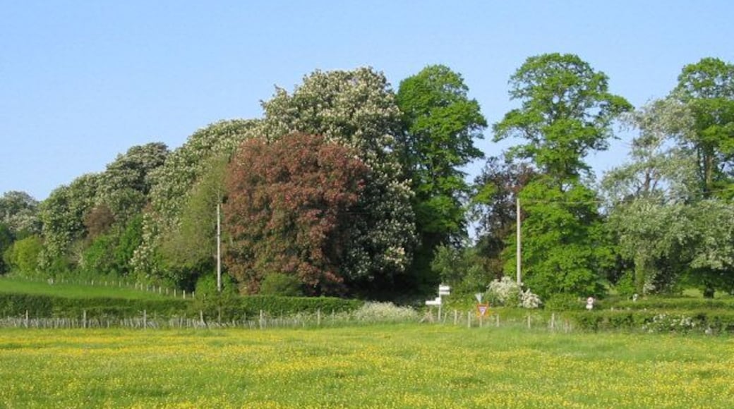 Field off Back Lane, Curry Rivel