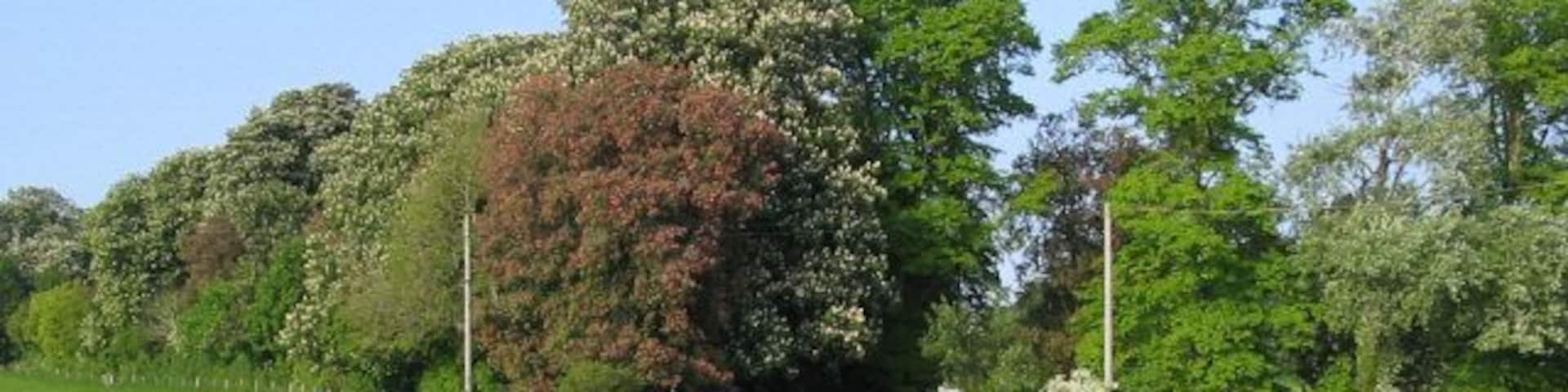 Field off Back Lane, Curry Rivel