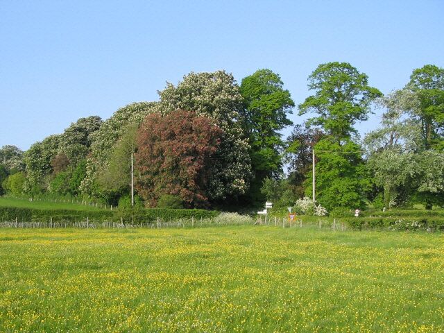 A field of yellow flowers, green trees, and a clear blue sky.