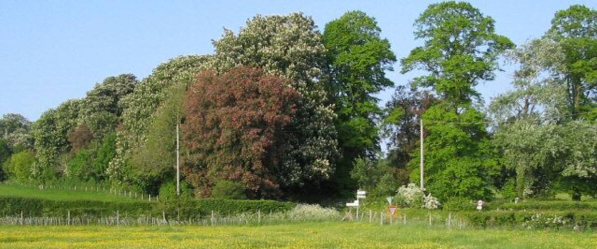 A field of yellow flowers, green trees, and a clear blue sky.