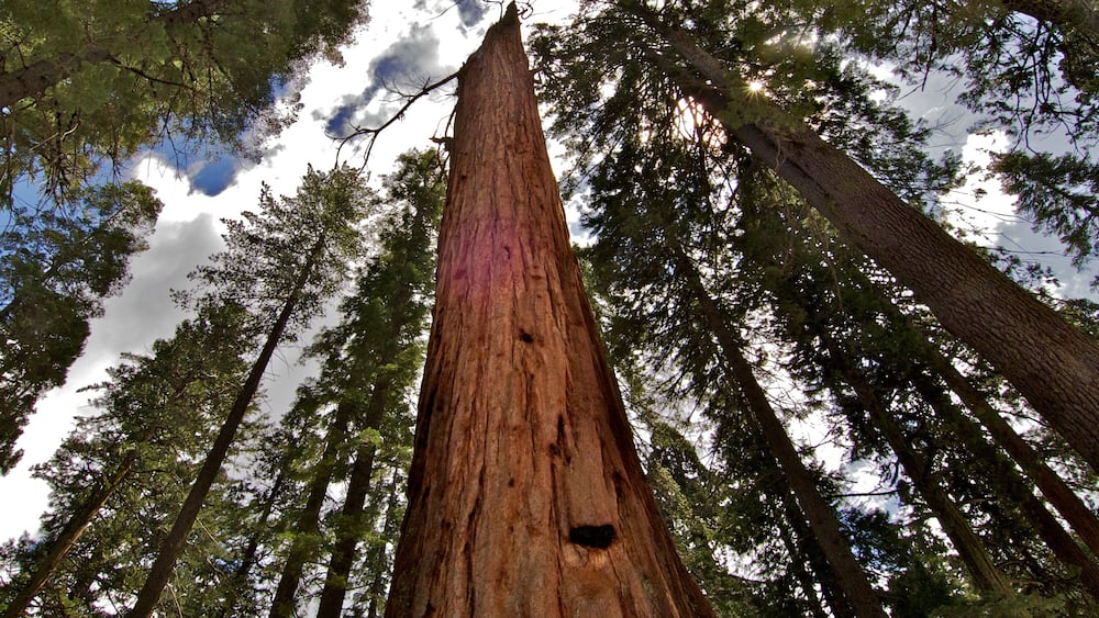 Lightening topped Tree, Calaveras Big Trees State Park, California