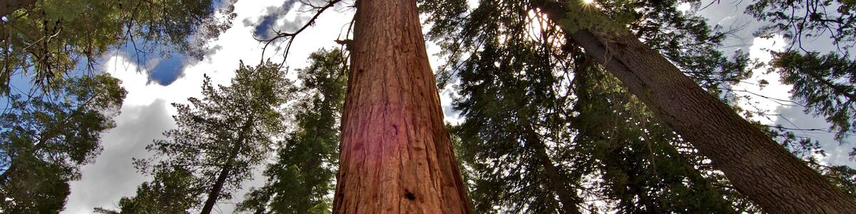 Lightening topped Tree, Calaveras Big Trees State Park, California