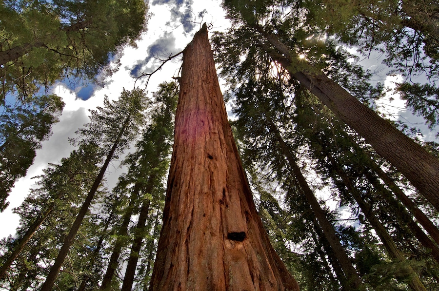 Lightening topped Tree, Calaveras Big Trees State Park, California