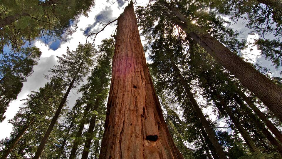 A tall redwood tree surrounded by other trees.