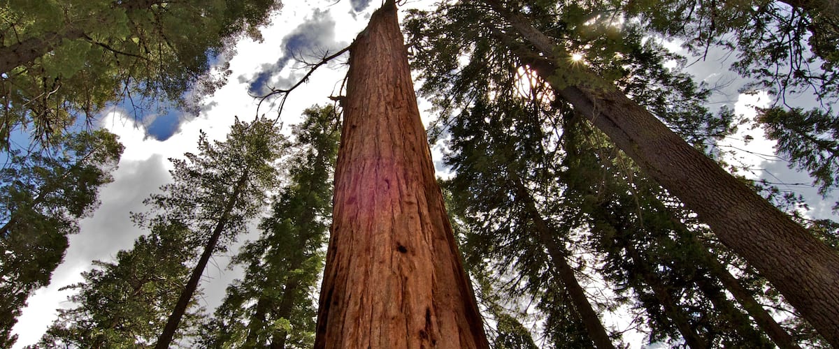 A tall redwood tree surrounded by other trees.