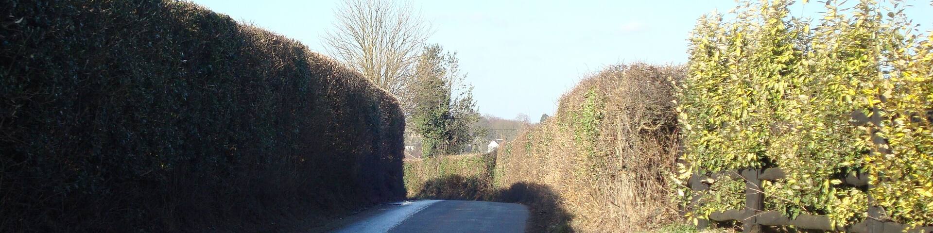 A narrow rural road flanked by dense hedges and trees.