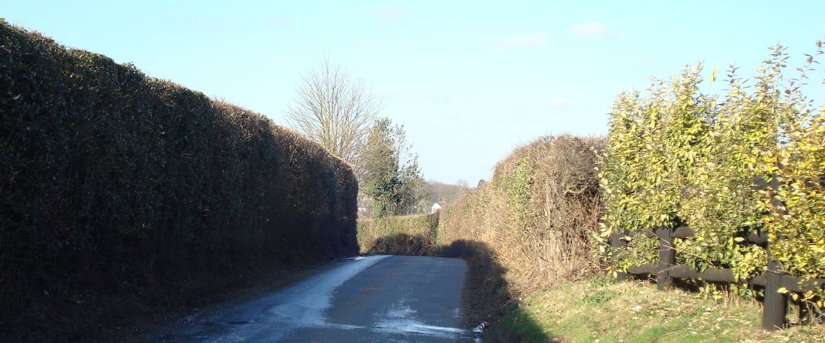 A narrow rural road flanked by dense hedges and trees.
