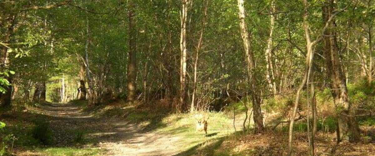 Un sendero arbolado con árboles y un ciervo a lo lejos.