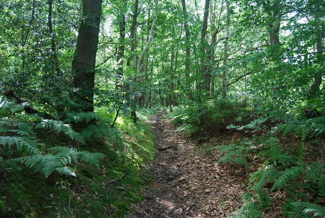 Footpath through the woods
