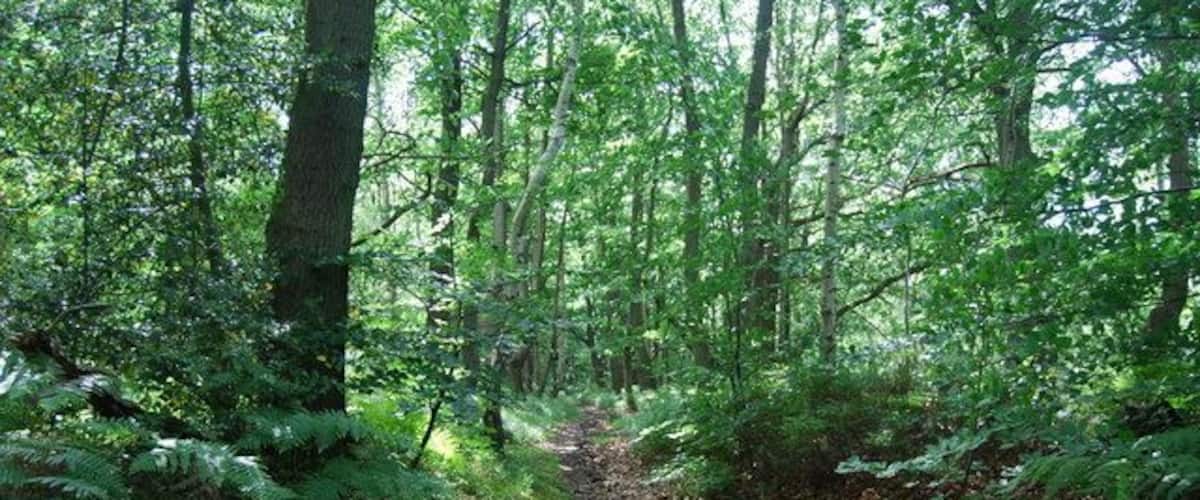 Footpath through the woods