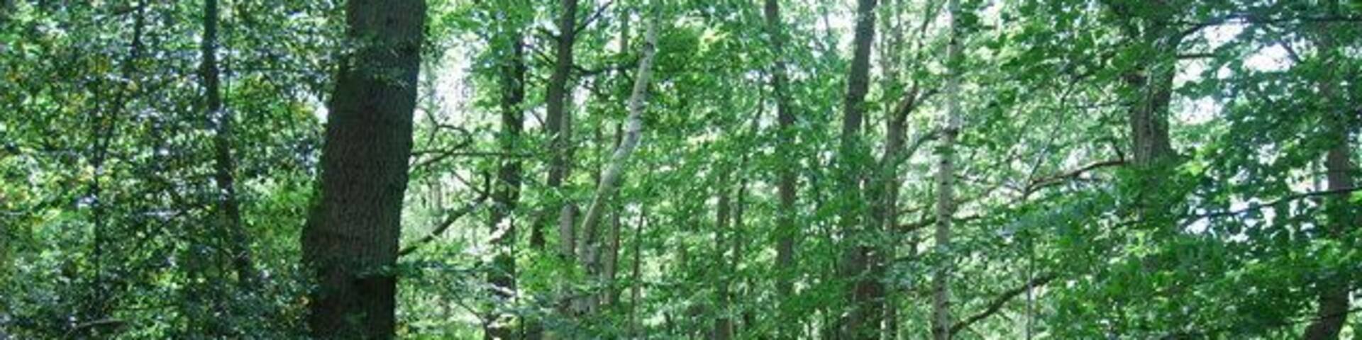 Footpath through the woods