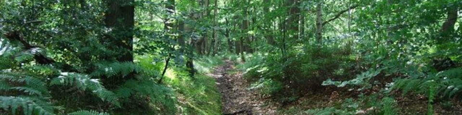 Footpath through the woods