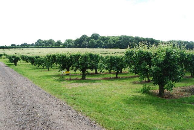 Orchards, opposite the Padwell Arms, Stone Street Kentish orchards still producing fruit.