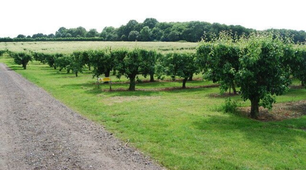 Orchards, opposite the Padwell Arms, Stone Street Kentish orchards still producing fruit.