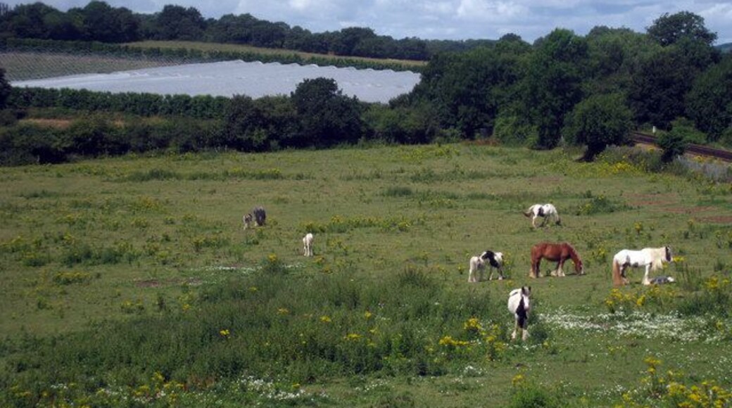 Horses off Fen Pond Road