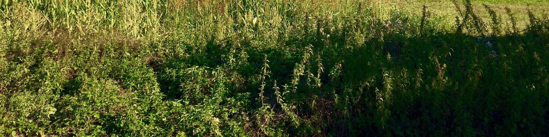 Looking up the valley