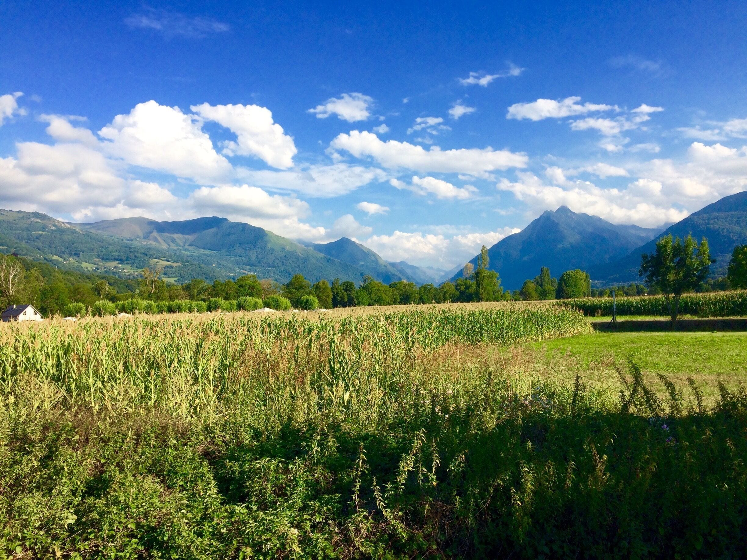 A cornfield with mountains in the background.