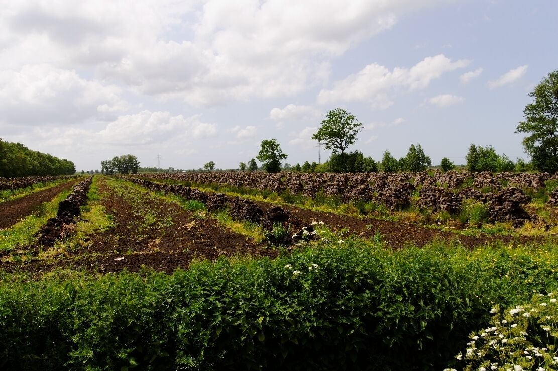 Wischhafen Neulanderrmoor -Torfabbau-