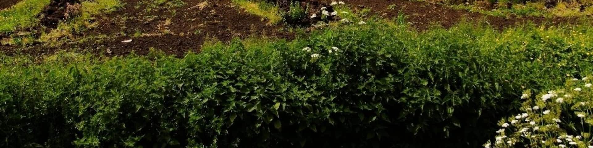 Wischhafen Neulanderrmoor -Torfabbau-