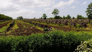 A rural landscape with terraced fields and a stone wall.