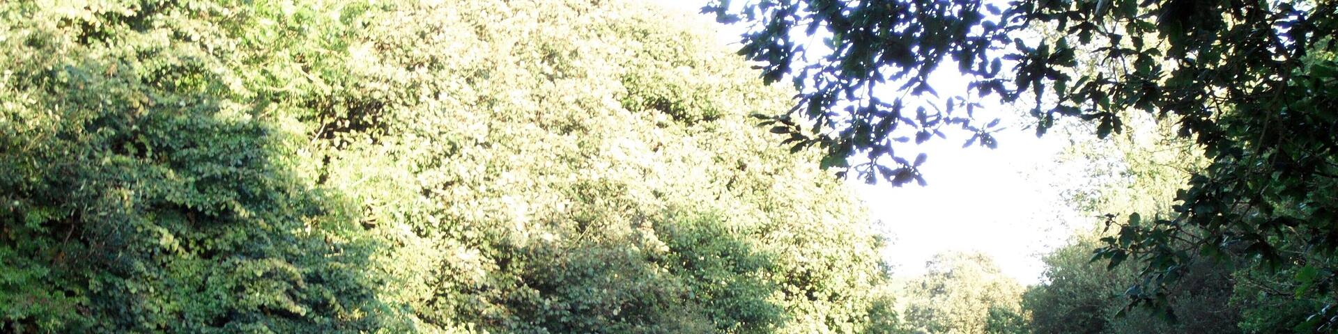Canal and towpath. The Leeds and Liverpool canal just to the east of Bridge no.40